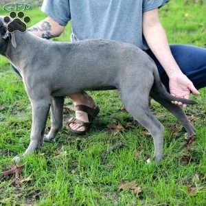 Darla, Cane Corso Mix Puppy